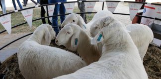 Veeprogram beloof vele verrassings