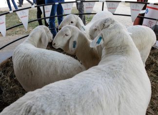 Veeprogram beloof vele verrassings