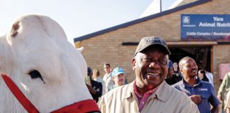 Vee-afdeling lok selfs SA PRESIDENT