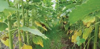 How CA producers navigated the J-curve
