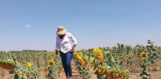 CA improves SOIL HEALTH and CROP YIELD