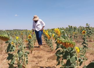 CA improves SOIL HEALTH and CROP YIELD