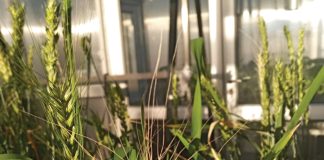 Understanding FHB resistance: linking mycotoxins to disease management in wheat