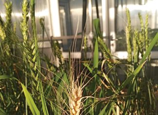 Understanding FHB resistance: linking mycotoxins to disease management in wheat