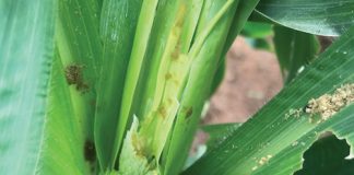 Biosecurity in action: managing risk on South African farms