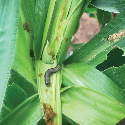 Biosecurity in action: managing risk on South African farms