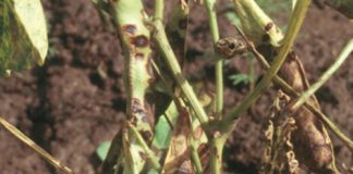 ANTHRACNOSE: a threat to dry bean production