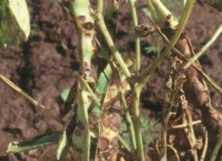 ANTHRACNOSE: a threat to dry bean production