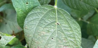 Producers urged to stay alert for purple stain on soybeans