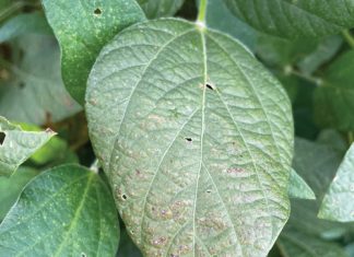 Producers urged to stay alert for purple stain on soybeans