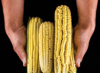 Skatting teenoor werklikheid: NOK-oesdata ontleed