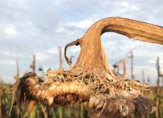 Developing and validating an SAD for reliable measurements