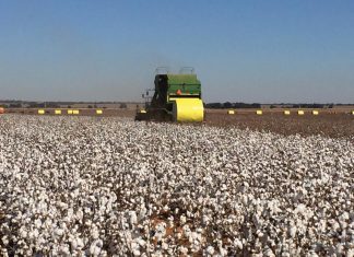 Is katoen dalk die oplossing?