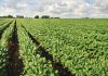 SOYBEAN SYMPOSIUM: lessons from Brazil