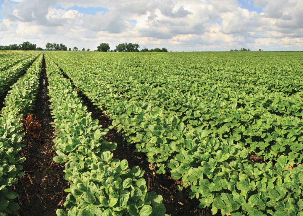 SOYBEAN SYMPOSIUM: lessons from Brazil