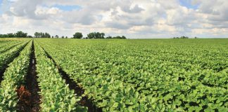 SOYBEAN SYMPOSIUM: lessons from Brazil