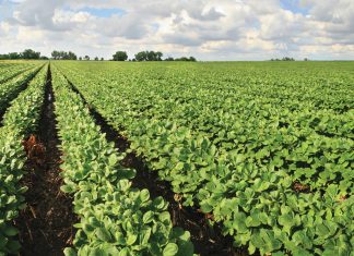 SOYBEAN SYMPOSIUM: lessons from Brazil