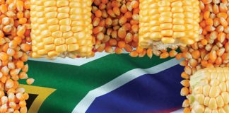 Maize: understanding local grading and global standards