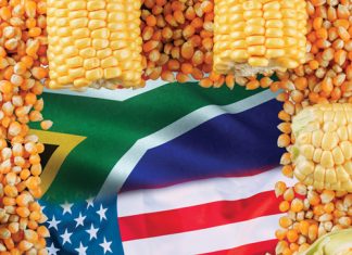 Maize: understanding local grading and global standards