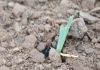 Economic impact of CUTWORM DAMAGE to maize and soybean