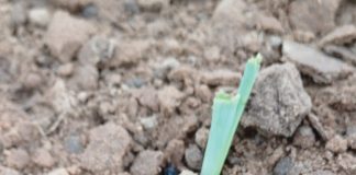 Economic impact of CUTWORM DAMAGE to maize and soybean