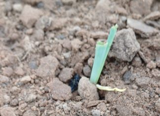 Economic impact of CUTWORM DAMAGE to maize and soybean