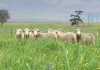 INTEGRATING LIVESTOCK INTO CA: successes in SA’s Mediterranean-climate region