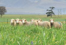 INTEGRATING LIVESTOCK INTO CA: successes in SA’s Mediterranean-climate region