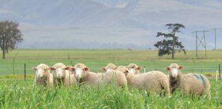 INTEGRATING LIVESTOCK INTO CA: successes in SA’s Mediterranean-climate region