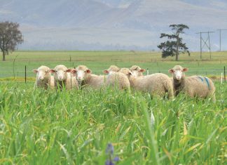 INTEGRATING LIVESTOCK INTO CA: successes in SA’s Mediterranean-climate region