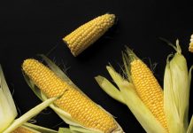 Produksiebegrotings: riglyne vir die somerreënvalgebied