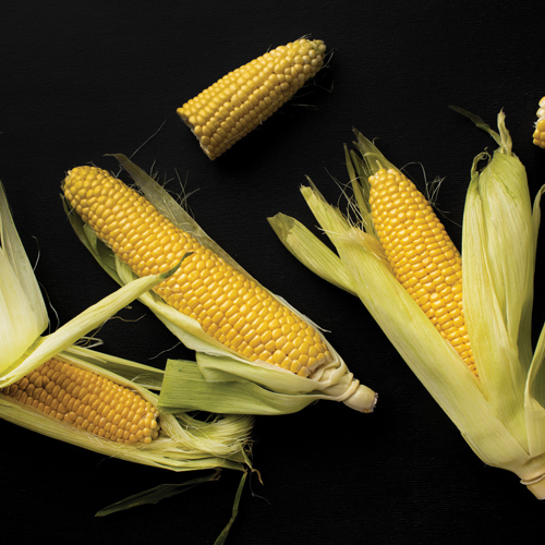 Produksiebegrotings: riglyne vir die somerreënvalgebied