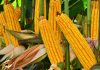 Yellow maize imports – a seasonal adjustment, not a structural shift