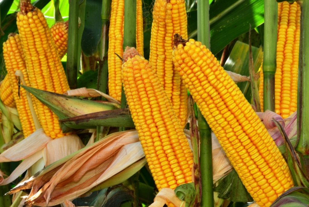 Yellow maize imports – a seasonal adjustment, not a structural shift