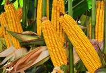 Yellow maize imports – a seasonal adjustment, not a structural shift