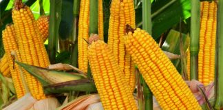 Yellow maize imports – a seasonal adjustment, not a structural shift