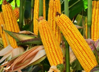 Yellow maize imports – a seasonal adjustment, not a structural shift