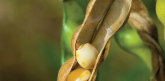 Sunflower and Soybean Working Group drives innovation and sustainability