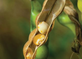 Sunflower and Soybean Working Group drives innovation and sustainability