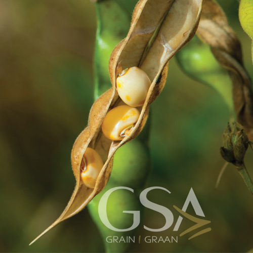 Sunflower and Soybean Working Group drives innovation and sustainability