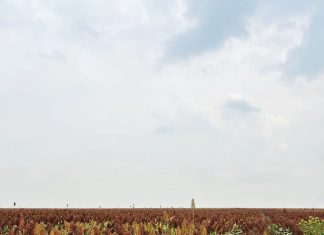 Sorghum-inligtingsdag: ’n dag van kennis en innovasie