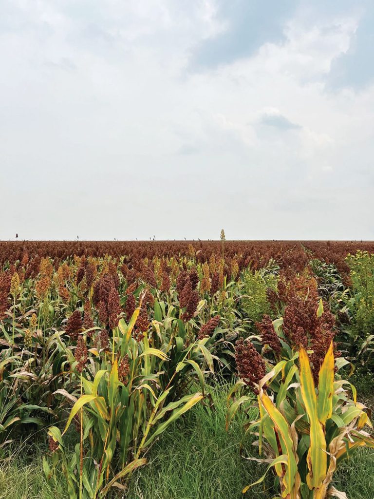 Sorghum-inligtingsdag: ’n dag van kennis en innovasie