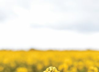 From voluntary to statutory: strengthening the winter cereal industry through SAWCIA