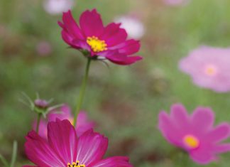 ONKRUIDOORSIG vir die 2024/2025-produksiejaar