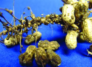 Wat die kristalbal sê oor aalwurmdoders in SA