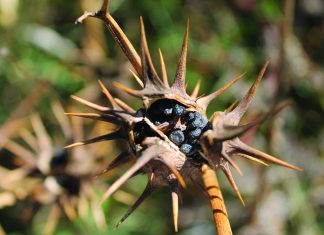 Onkruid in die grondsaadbank gaan jou vroeër én later geld kos