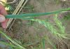 Insecticide resistance report for RUSSIAN WHEAT APHID