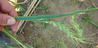 Insecticide resistance report for RUSSIAN WHEAT APHID