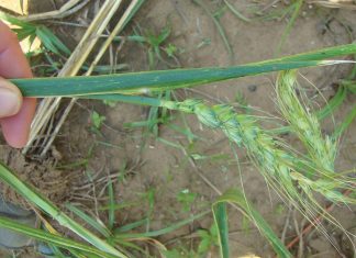 Insecticide resistance report for RUSSIAN WHEAT APHID