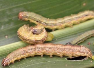 Watter bolwurm is dit nou?